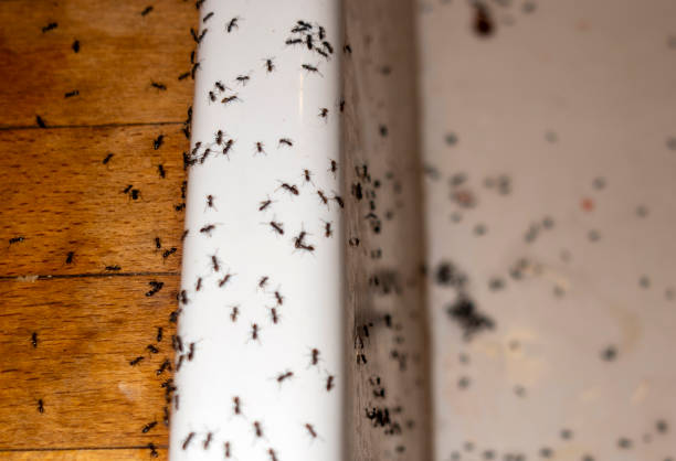Best Best Pest Control Companies  in Titusville, PA